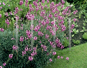 Picture of Erysimum  'Bowles Mauve'