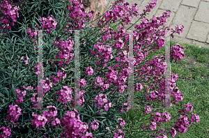 Picture of Erysimum  'Bowles Mauve'