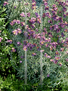 Picture of Erysimum linifolium 'Variegatum'