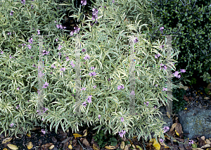 Picture of Erysimum linifolium 'Variegatum'