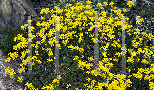 Picture of Erysimum kotschyanum 