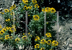 Picture of Erysimum hieraciifolium 