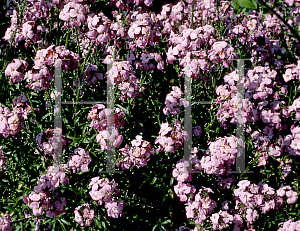 Picture of Erysimum cheiri 'Constant Cheer'