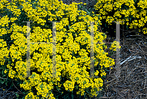 Picture of Erysimum cheiri 