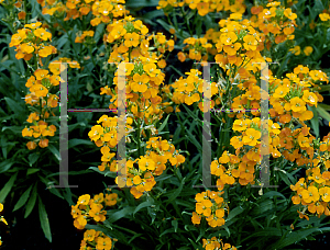 Picture of Erysimum cheiri 