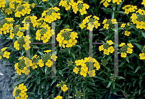 Picture of Erysimum cheiri 