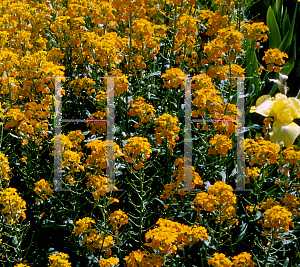 Picture of Erysimum x allionii 