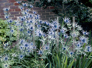 Picture of Eryngium x zabelii 'Spring Bells'