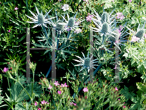 Picture of Eryngium x zabelii 