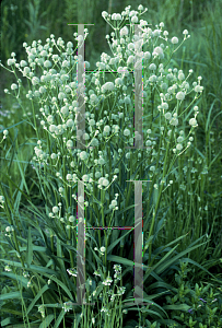 Picture of Eryngium yuccifolium 