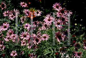 Picture of Echinacea tennesseensis 