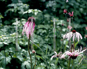 Picture of Echinacea pallida 