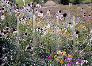 Picture of Echinacea pallida 