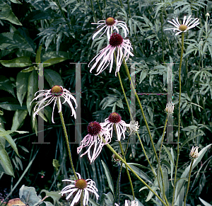 Picture of Echinacea pallida 