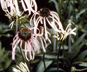 Picture of Echinacea pallida 