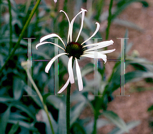 Picture of Echinacea pallida 