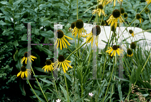 Picture of Echinacea paradoxa 