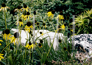 Picture of Echinacea paradoxa 