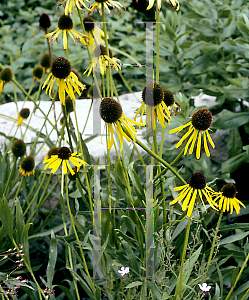 Picture of Echinacea paradoxa 