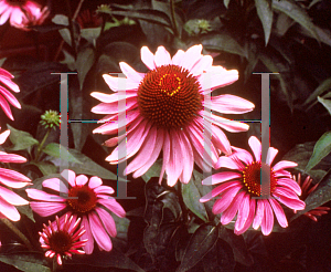 Picture of Echinacea purpurea 