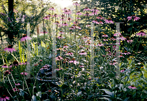 Picture of Echinacea purpurea 