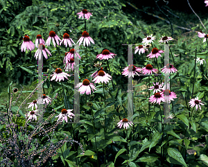 Picture of Echinacea purpurea 'Moench'