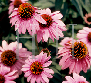 Picture of Echinacea purpurea 'Bright Star'