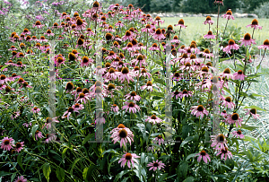 Picture of Echinacea purpurea 