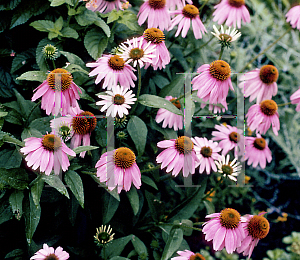 Picture of Echinacea purpurea 'Kim's Knee High'