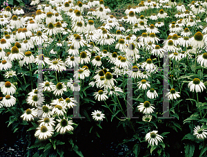 Picture of Echinacea purpurea 'White Lustre'