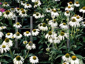 Picture of Echinacea purpurea 'White Swan'