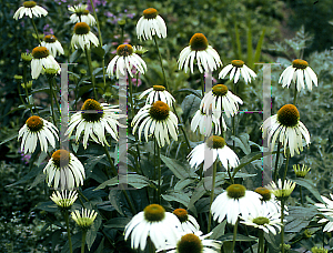 Picture of Echinacea purpurea 'White Swan'