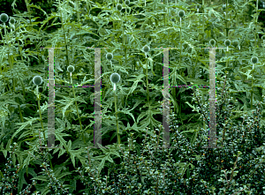 Picture of Echinops bannaticus 