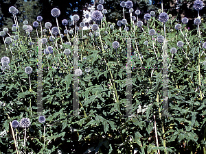 Picture of Echinops karatavicus 