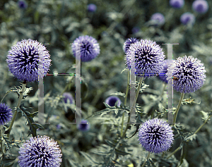 Picture of Echinops ritro 