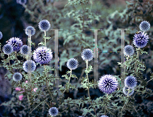 Picture of Echinops ritro 