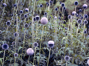 Picture of Echinops ritro 