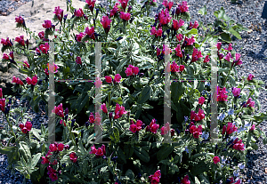 Picture of Echium amoena 