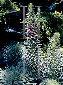 Picture of Echium wildpretii 