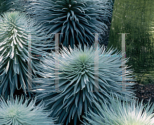 Picture of Echium wildpretii 