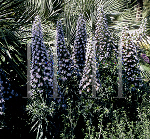 Picture of Echium candicans 