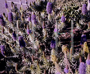 Picture of Echium candicans 