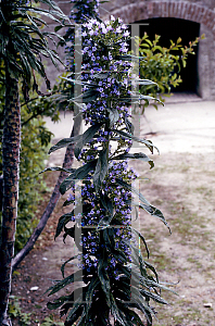 Picture of Echium pininana 