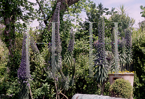 Picture of Echium pininana 