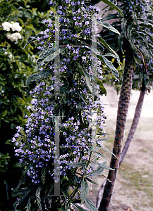 Picture of Echium pininana 