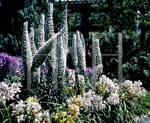 Picture of Echium simplex 