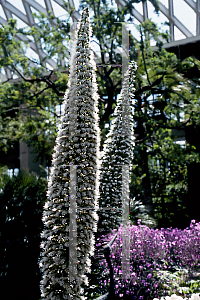 Picture of Echium simplex 