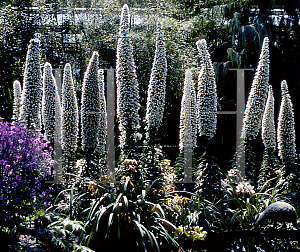 Picture of Echium simplex 