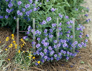 Picture of Echium vulgare 