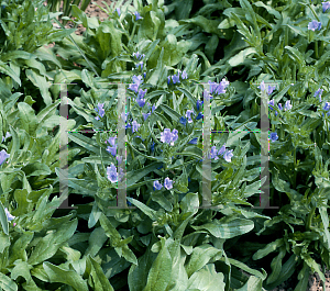 Picture of Echium vulgare 